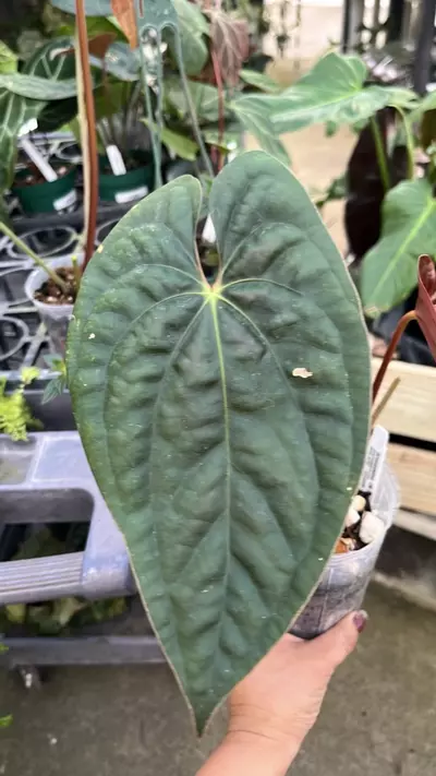 plant/F367 anthurium XimePortilla inver cross-1-thumbnail