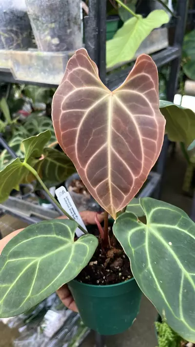 plant/F270 anthurium besseae aff x silver blush-0-thumbnail
