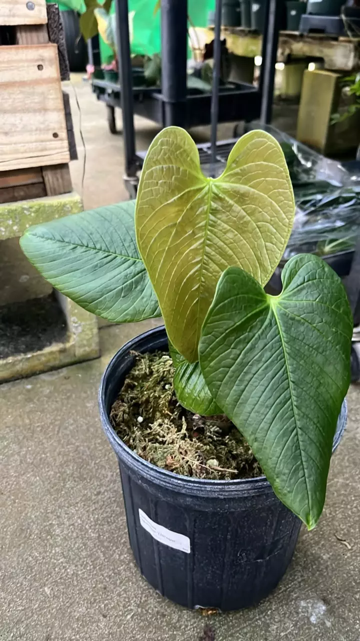 plant/F264Anthurium rugulosum lluruqui Big-0