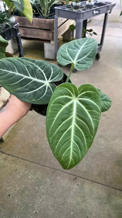 plant/F264 anthurium villenaorum big-0-thumbnail