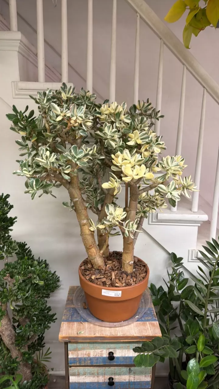 plant/variegated Jade tree-0