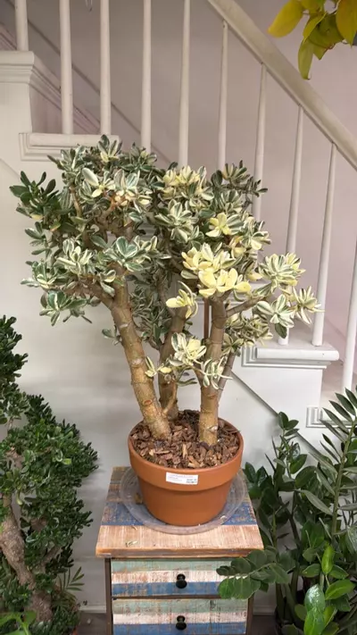 plant/variegated Jade tree-0-thumbnail