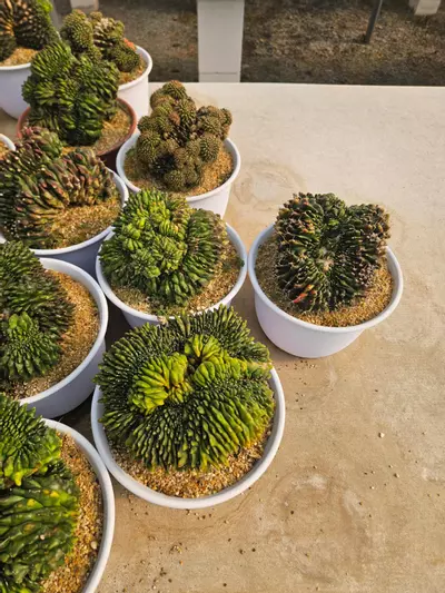 plant/Preview Pics Set 7 $350 Each-2-thumbnail