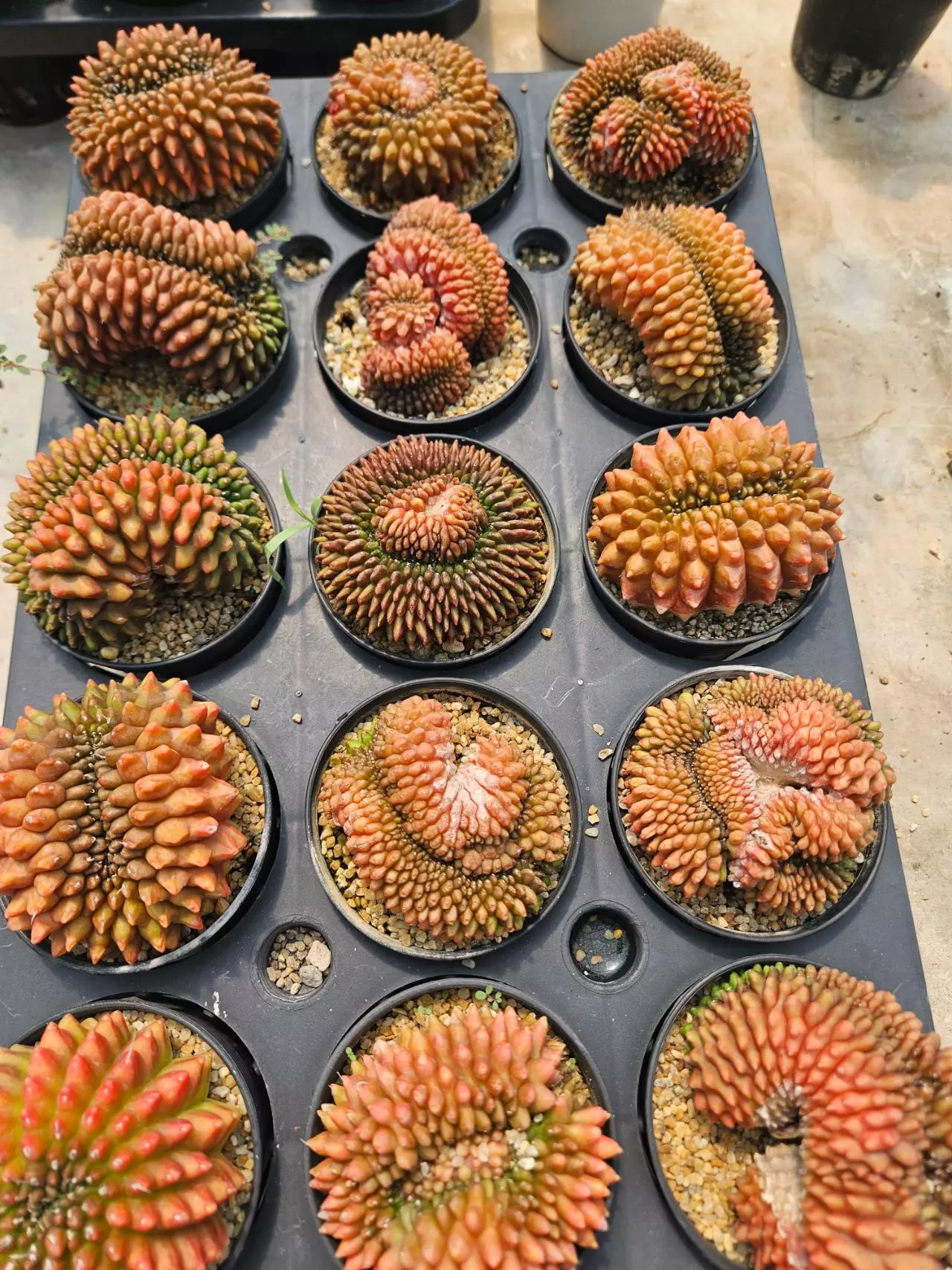 plant/Seller's Choice Red Crest, for One-0