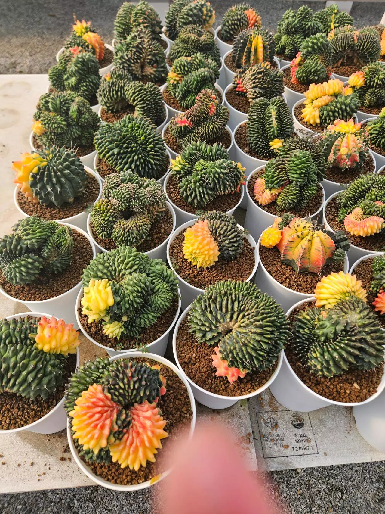 plant/Preview Pics Set 3 $350 each-0