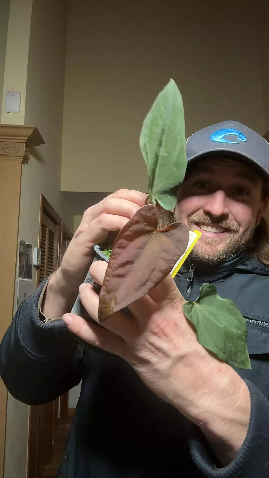 plant/[549] dressleri RA x portillae Dorito-0