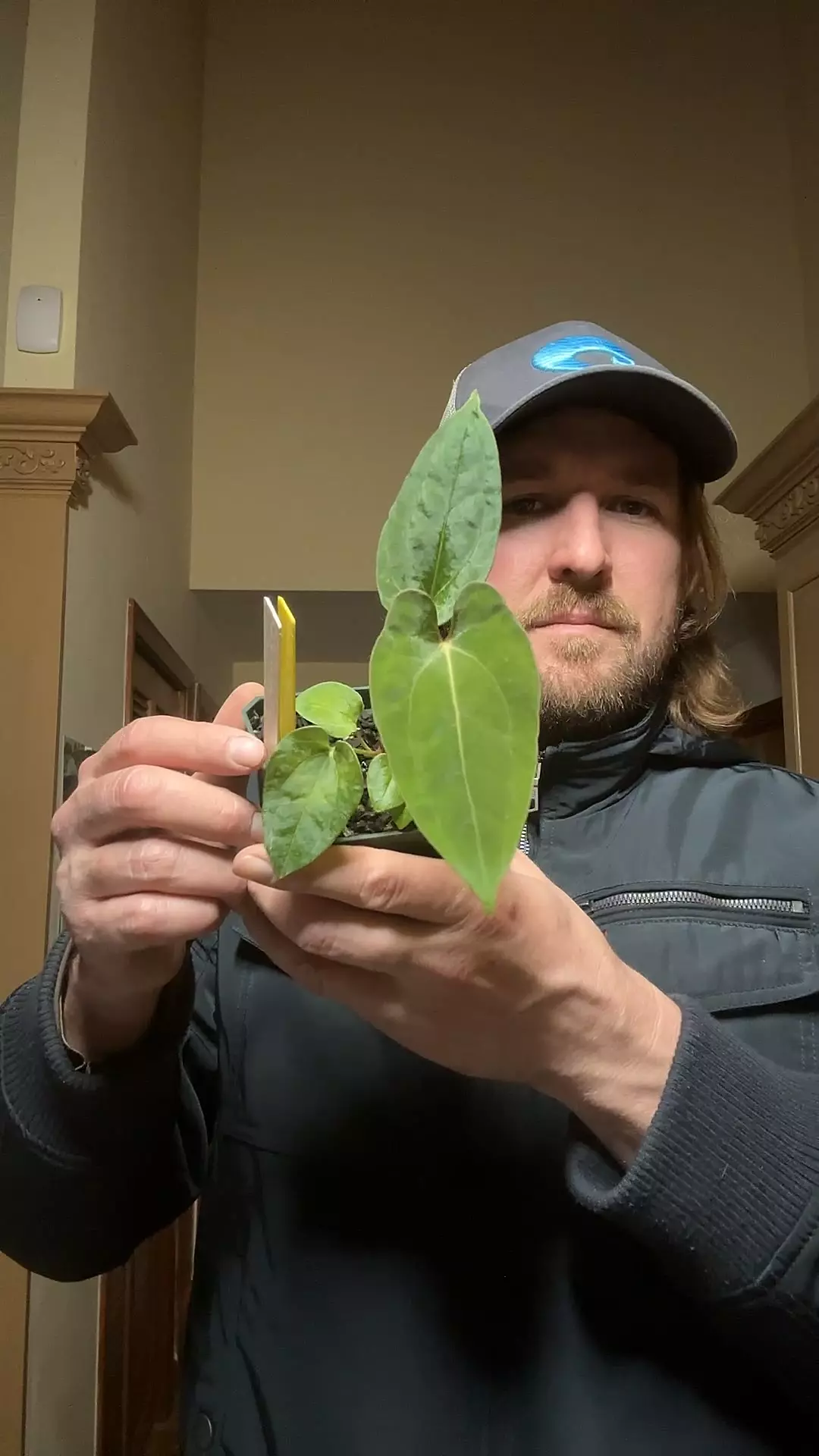 plant/[531] long pap x long bullet pap-0