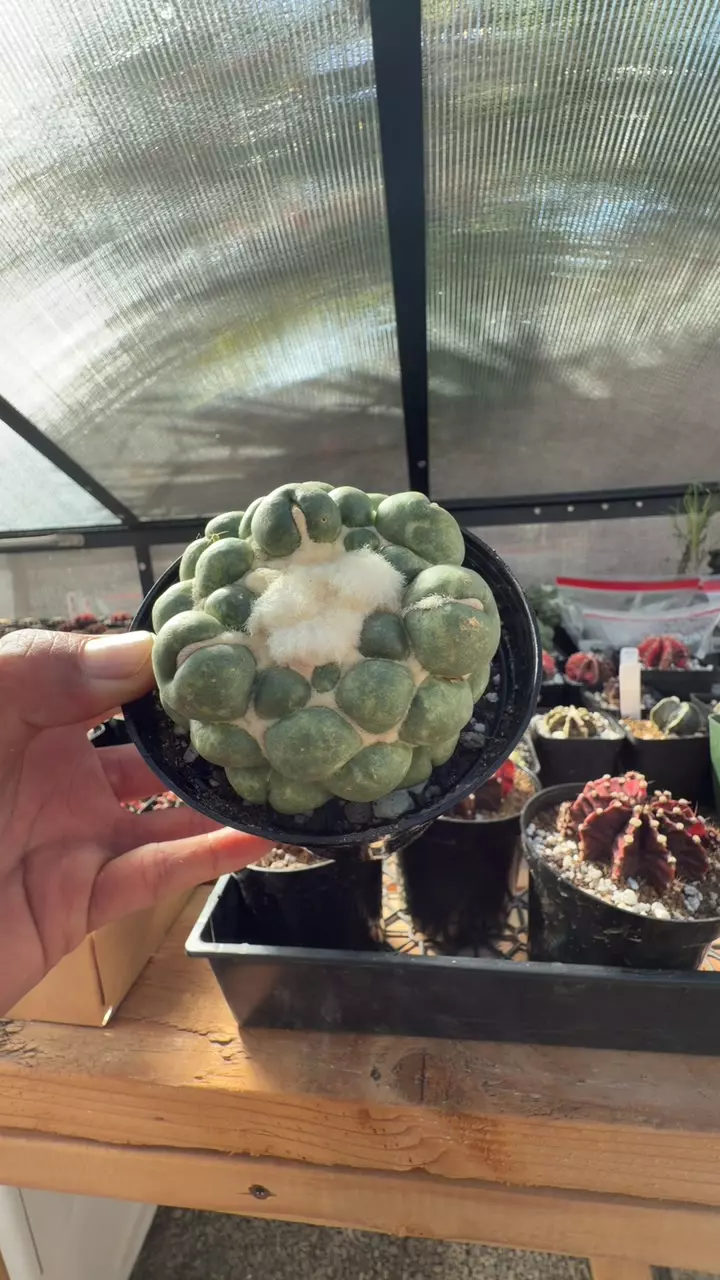 plant/Deal Price BC-0