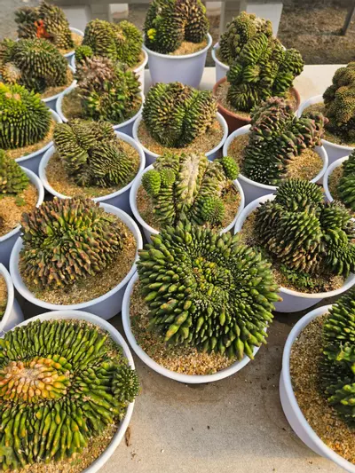 plant/Preview Pics Set 7 $350 Each-1-thumbnail