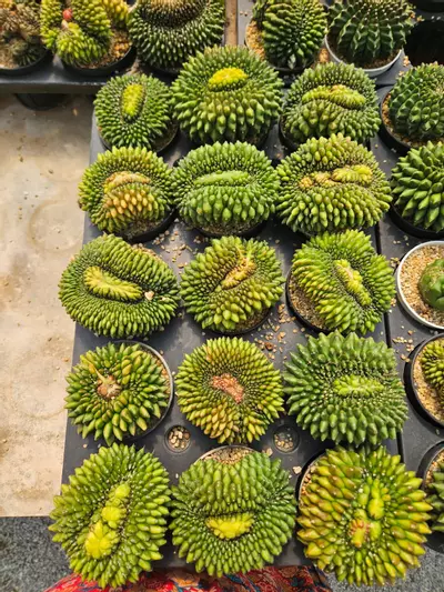 plant/Seller's Choice Cactussy-0-thumbnail