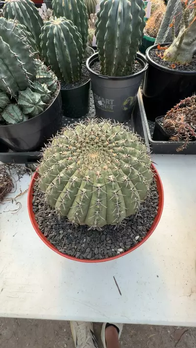 plant/GYMNOCALYCIUM SPECIMEN-0-thumbnail