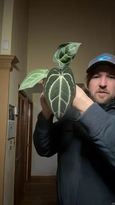 plant/[520] carlablackiae OG 4 seedling-0-thumbnail