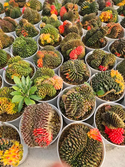 plant/Preview Pics Set 8 $350 Each-1-thumbnail