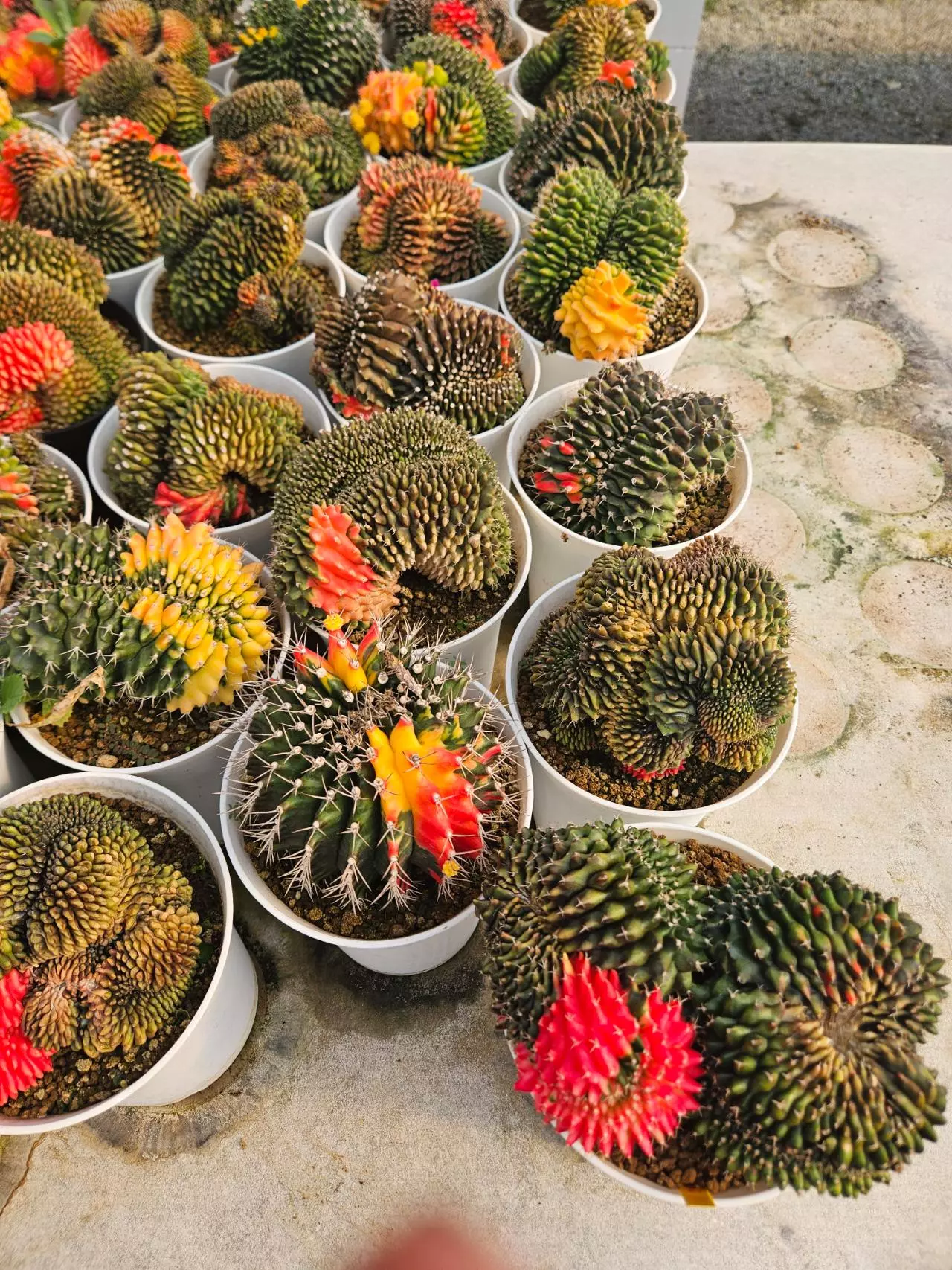 plant/Preview Pics Set 8 $350 Each-2