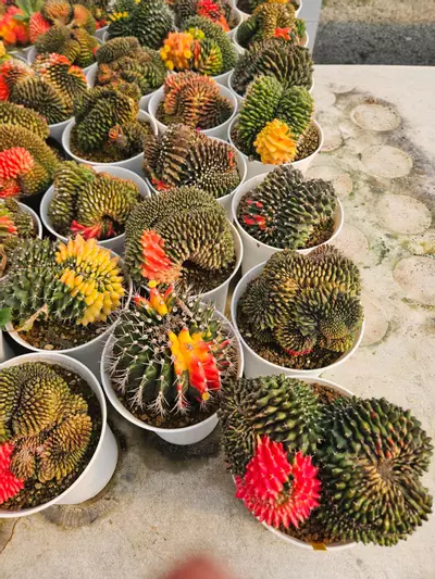 plant/Preview Pics Set 8 $350 Each-2-thumbnail