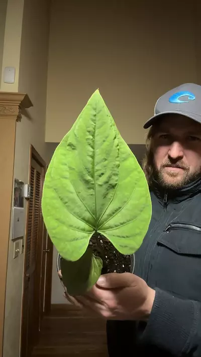 plant/[547] anthurium paradoxicum-0-thumbnail