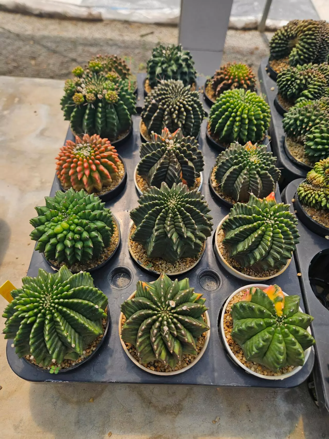 plant/Seller's Choice Green Rocket-0