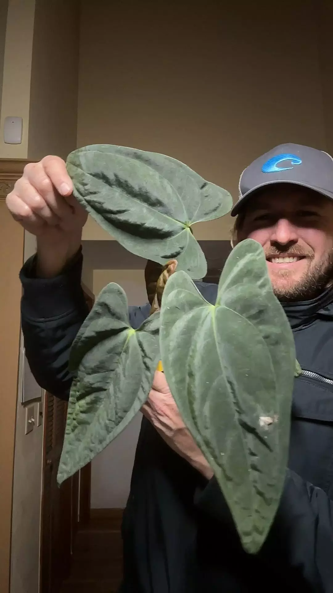 plant/[539] papillanimum RA 16 x self-0