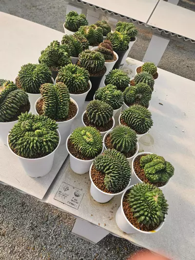 plant/Preview Pics Set 5 $225 Each-0-thumbnail