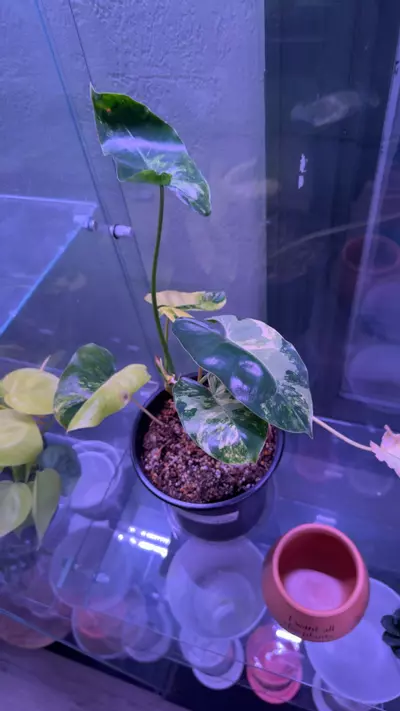 plant/Philodendron Burl Marx variegated-0-thumbnail