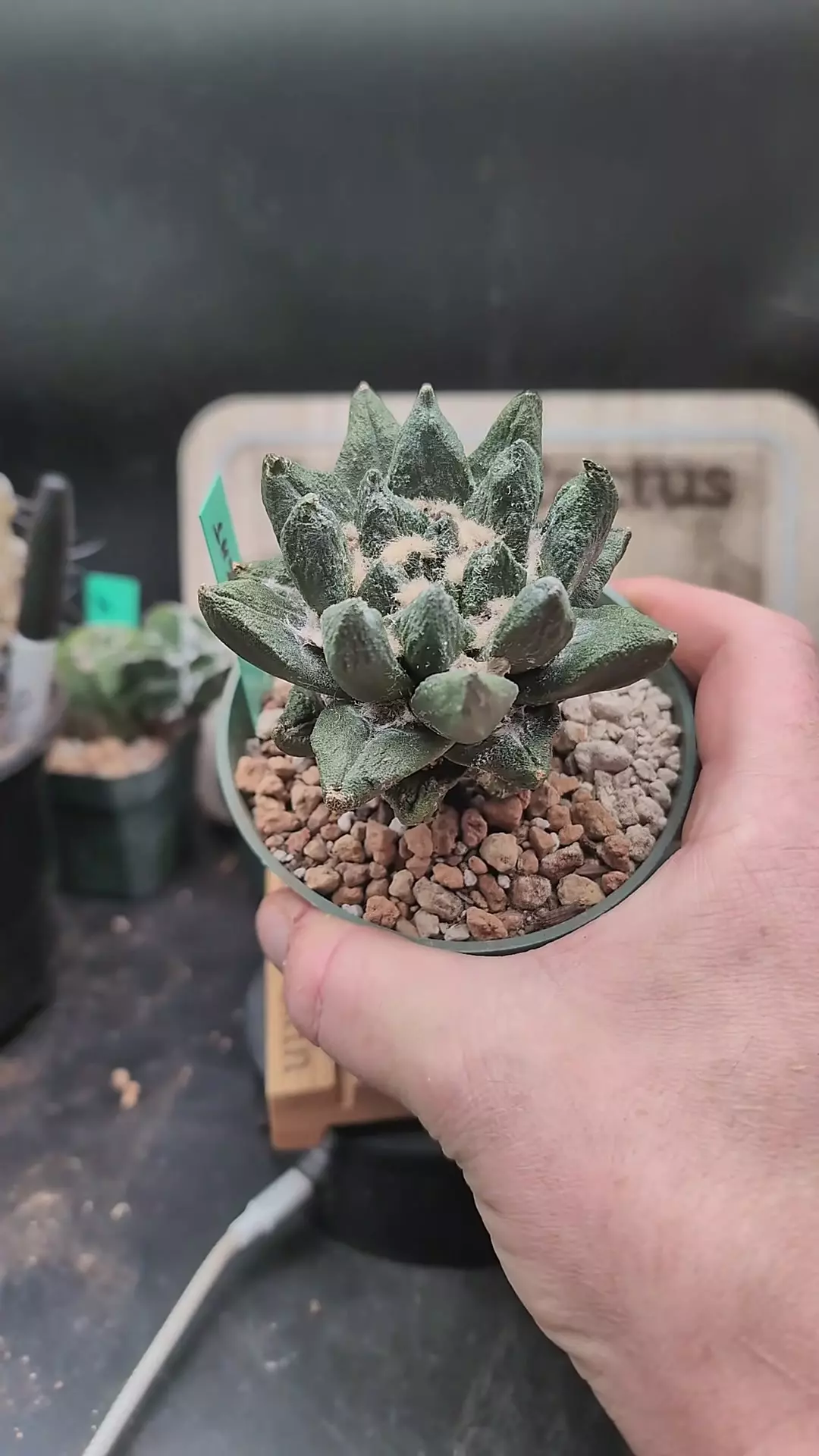 plant/p3 ariocarpus scapharostrus on graft 4" pot-0