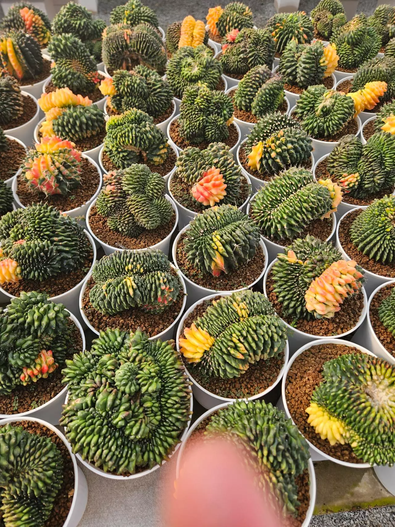 plant/Preview Pics Set 3 $350 each-1