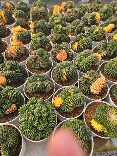 plant/Preview Pics Set 3 $350 each-1-thumbnail