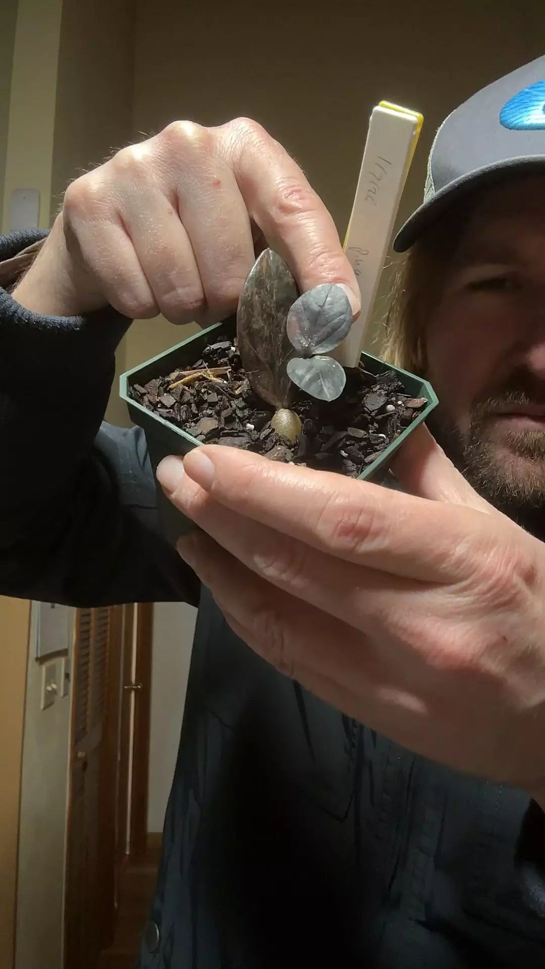 plant/[523] variegated ZZ plant-0