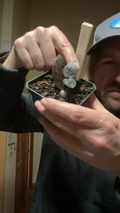 plant/[523] variegated ZZ plant-0-thumbnail