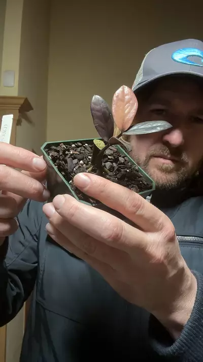 plant/[524] variegated zz plant-0-thumbnail