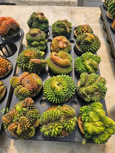 plant/Seller's Choice Kinky Crest-0-thumbnail