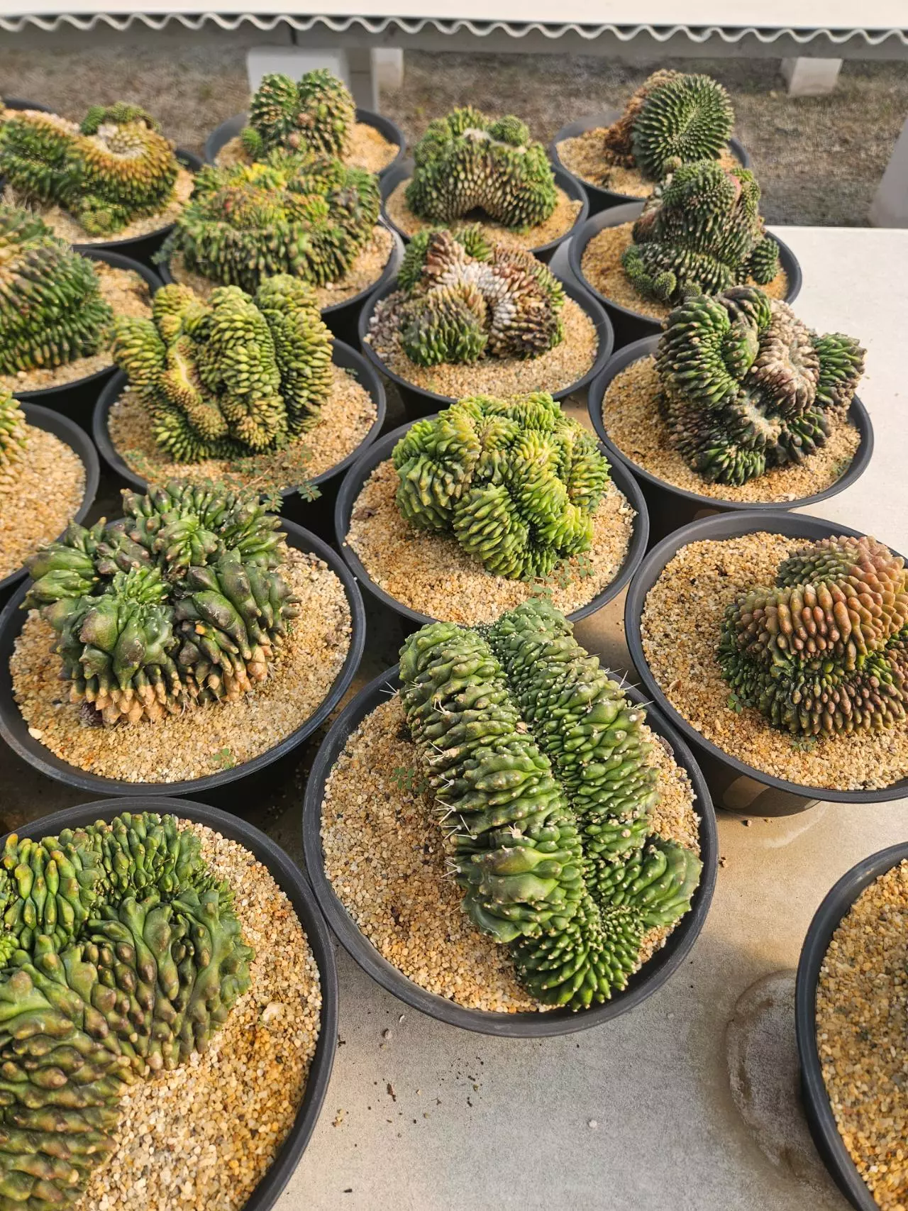 plant/Preview Pics Set 4 $350 each-0