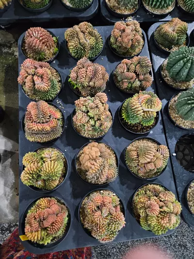 plant/Grower's Choice Red Kinky Crest-0-thumbnail