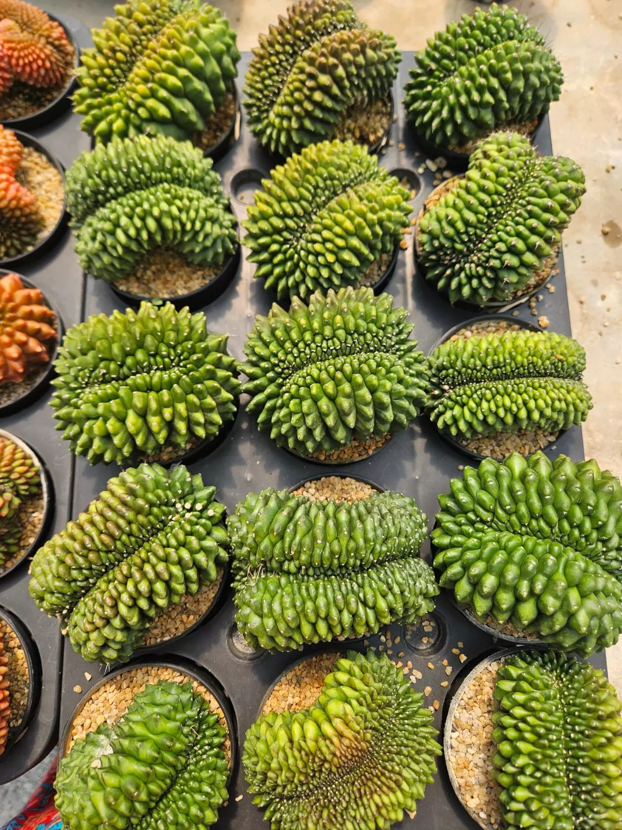 plant/Seller's Choice Bridge Form-0