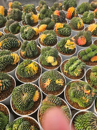 plant/Preview Pics Set 3 $350 each-2-thumbnail