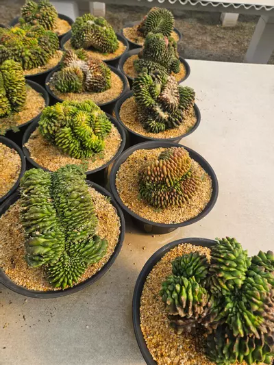 plant/Preview Pics Set 4 $350 each-2-thumbnail