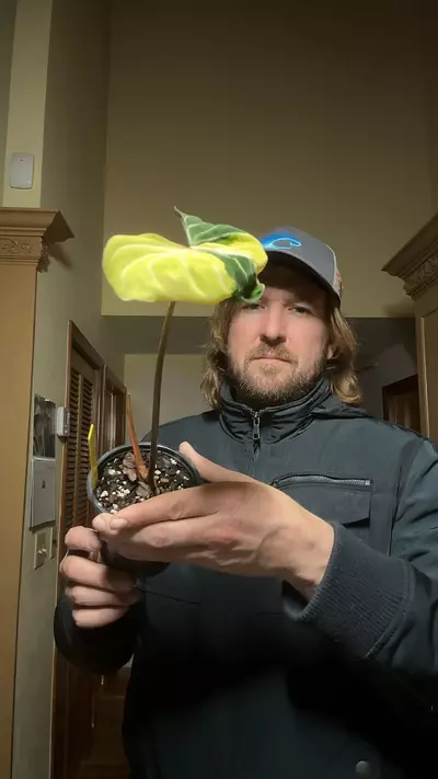 plant/[522] philodendron type 1 gloriosum-0-thumbnail