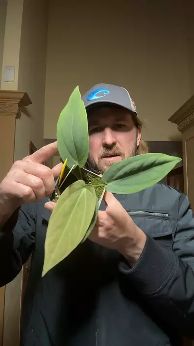 plant/[553] tropiflora delta x bvep type 1-0-thumbnail