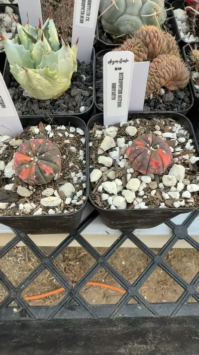 plant/ASTROPHYTUM VARIEGATED BC-0-thumbnail