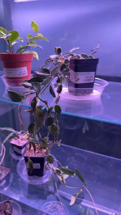 plant/Hoya Assami clone 1-0-thumbnail