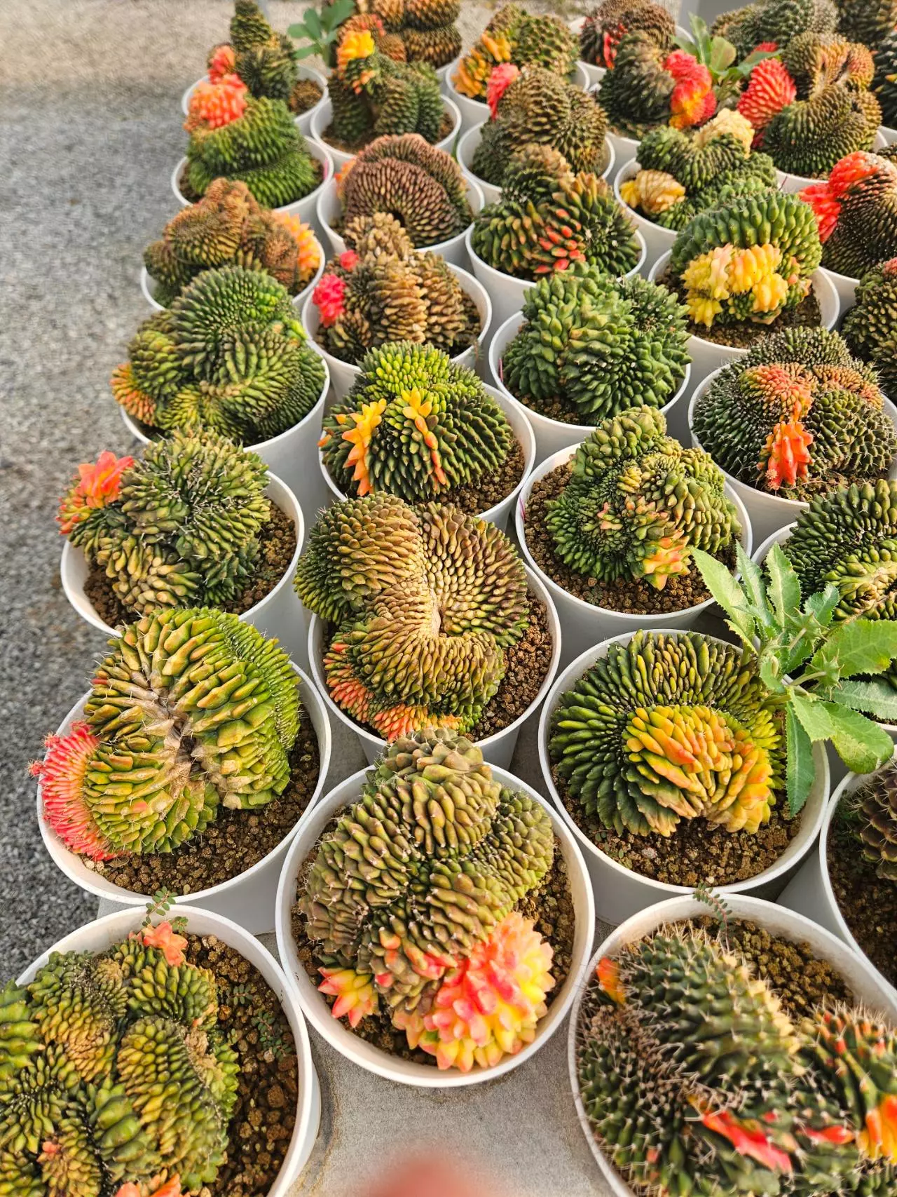 plant/Preview Pics Set 8 $350 Each-0