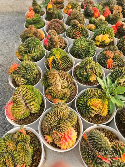 plant/Preview Pics Set 8 $350 Each-0-thumbnail