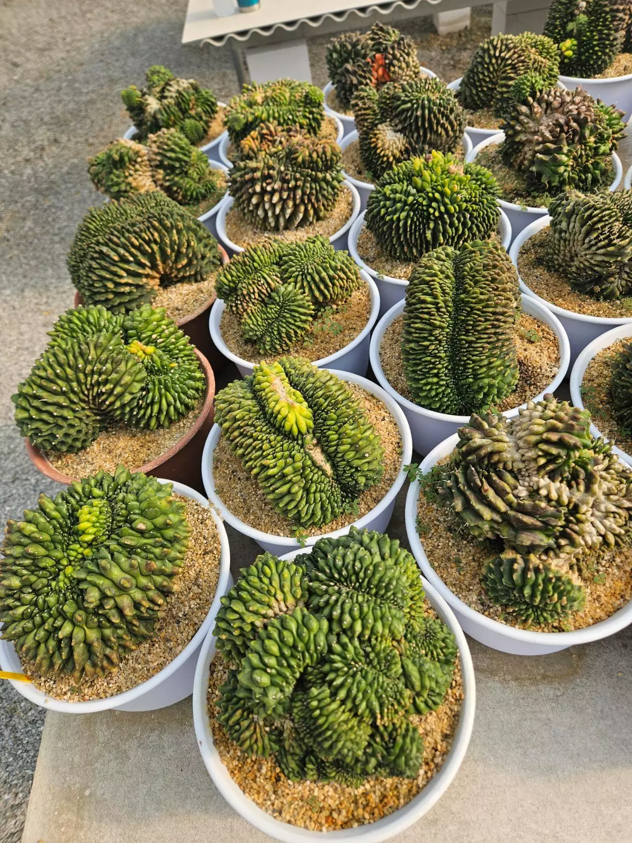 plant/Preview Pics Set 7 $350 Each-0