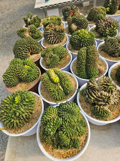 plant/Preview Pics Set 7 $350 Each-0-thumbnail