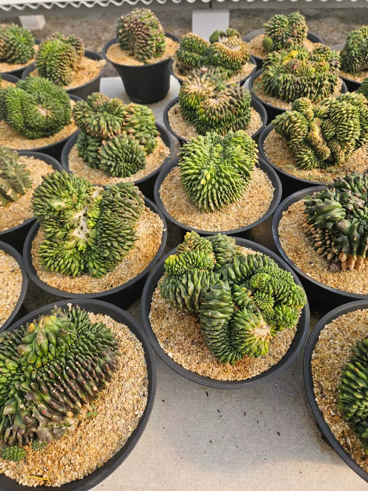 plant/Preview Pics Set 4 $350 each-1