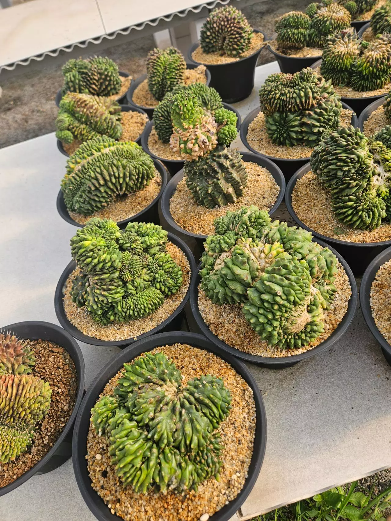 plant/Preview Pics Set 4 $350 each-3