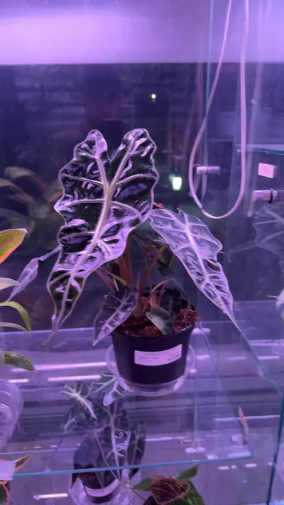 plant/Alocasia Polly-0-thumbnail