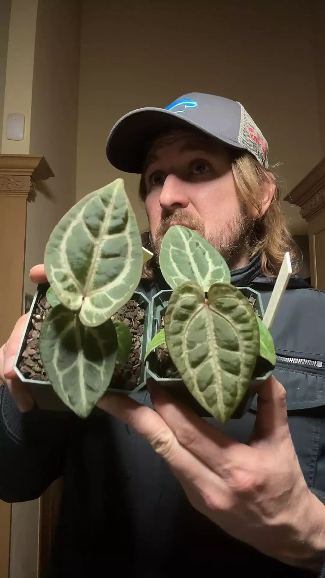 plant/[528 529] pink wonderboy seedling-0