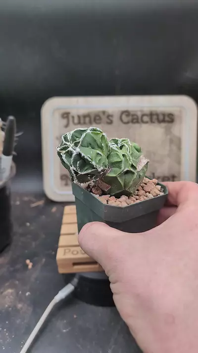 plant/p5 mutant Astro myrio hakujo 2.75" pot-0-thumbnail