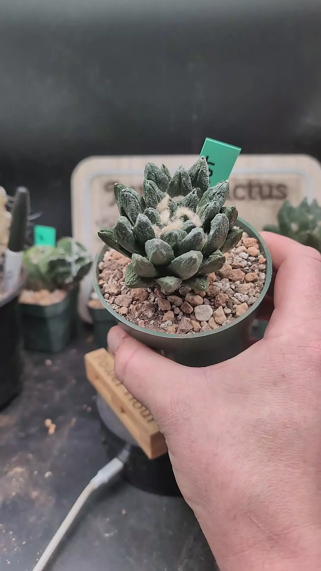 plant/p2 ariocarpus scapharostrus on graft 4" pot-0
